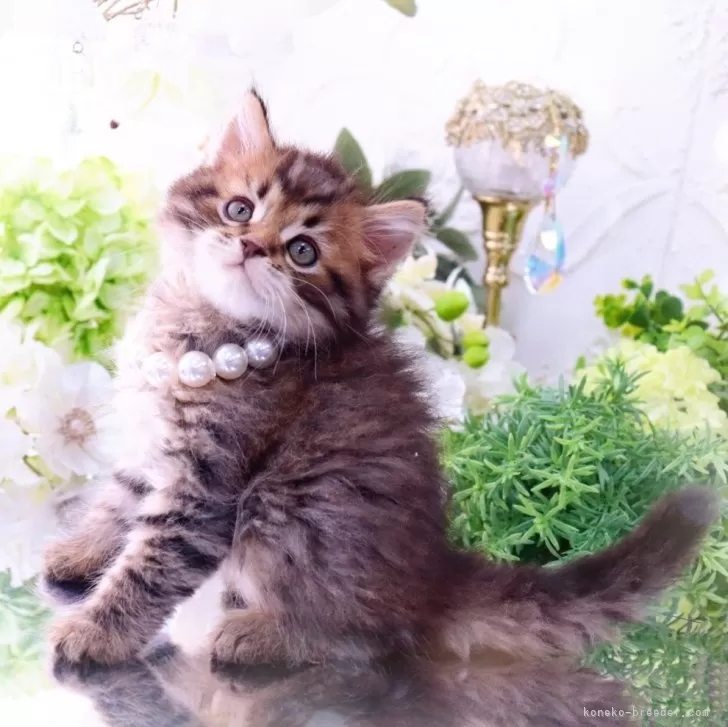 ID:2503-02463の子猫