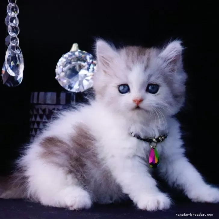 ID:2502-02166の子猫
