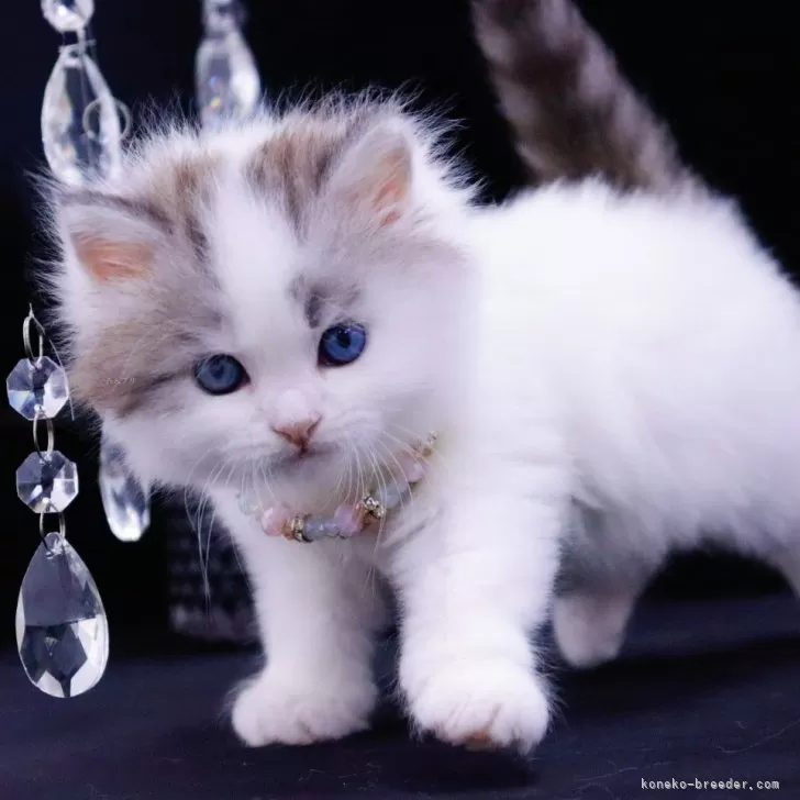 ID:2503-00285の子猫