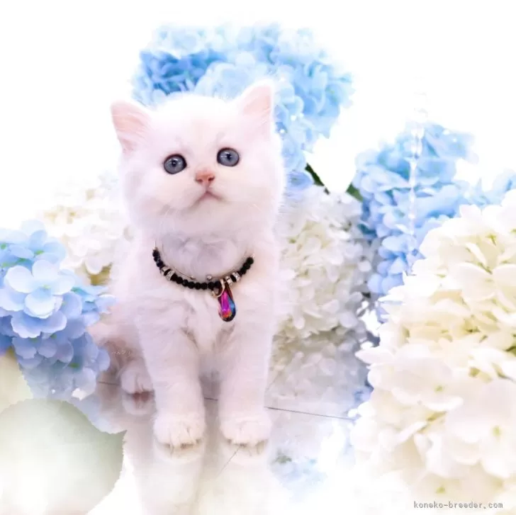 ID:2504-03155の子猫