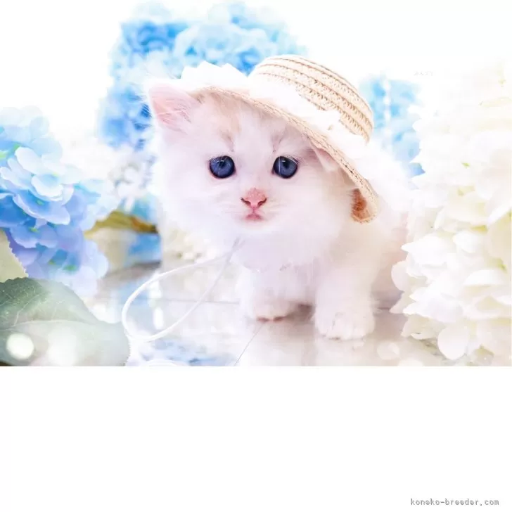 ID:2504-03154の子猫