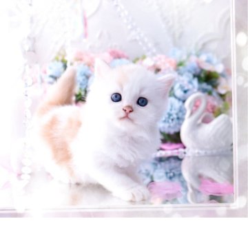 ラガマフィン【岐阜県・男の子・2025年3月18日・クリームマッカレルタビー】の写真「甘えんぼの可愛い性格((o(｡･ω･｡)o))」
