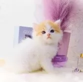 ラガマフィン