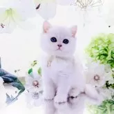 ブリティッシュショートヘア
