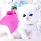 ブリティッシュロングヘア