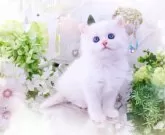 ラガマフィン【岐阜県・女の子・2025年3月2日・クリームマッカレルタビー&ホワイト】の写真3「マシュマロみたいなぷにフワ感と、ぽっちゃり体型が可愛いね😊✨」