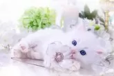 ラガマフィン【岐阜県・女の子・2025年3月2日・クリームマッカレルタビー&ホワイト】の写真4「後を追いかけてくるヾ(•о•ヾ)ﾏﾃﾏﾃ~~愛される性格」