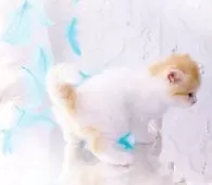 ラガマフィン【岐阜県・男の子・2025年2月15日・レッドマッカレルタビー&ホワイト】の写真8