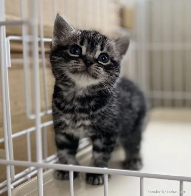 ID:2110-01475の子猫