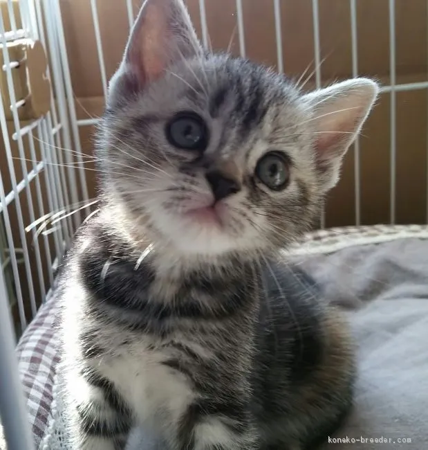 ID:1905-01730の子猫