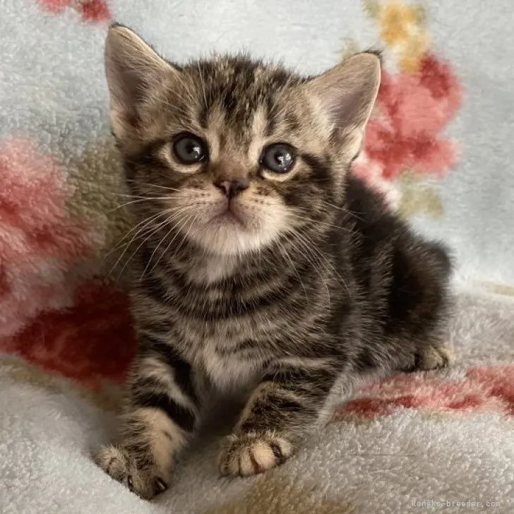 ID:2309-00684の子猫