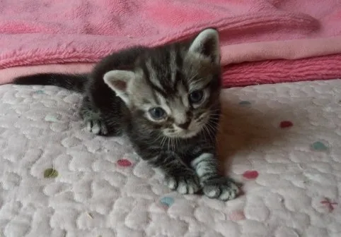 ID:1307-00365の子猫