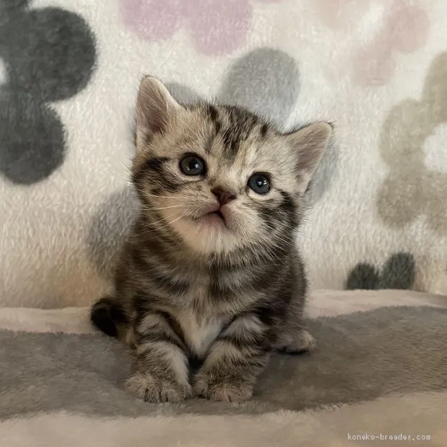 ID:2010-01818の子猫