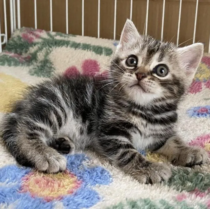 ID:2209-00226の子猫