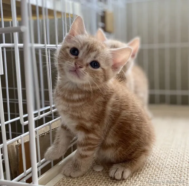 ID:2109-00092の子猫