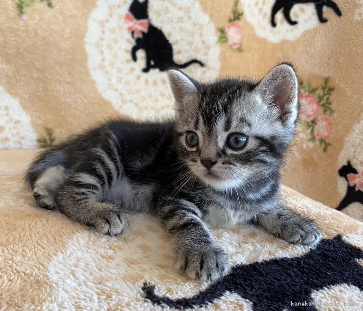 ID:2108-01830の子猫
