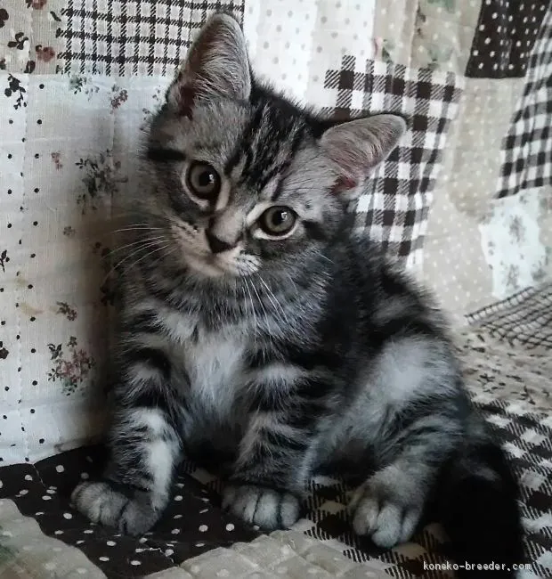 ID:1906-00050の子猫