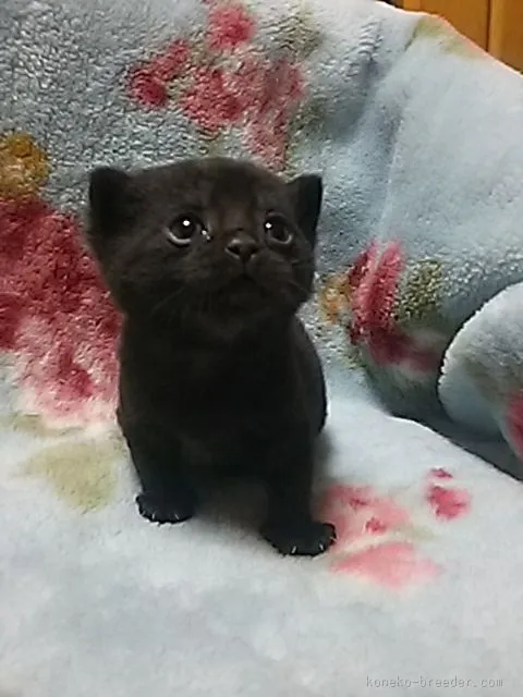 ID:1602-00284の子猫