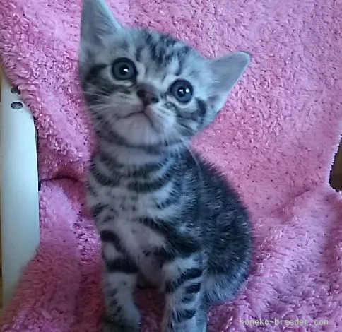 ID：1507-00359の子猫