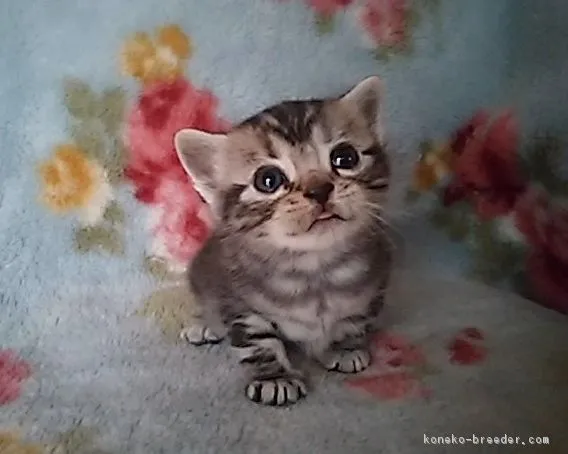 ID:1604-00153の子猫