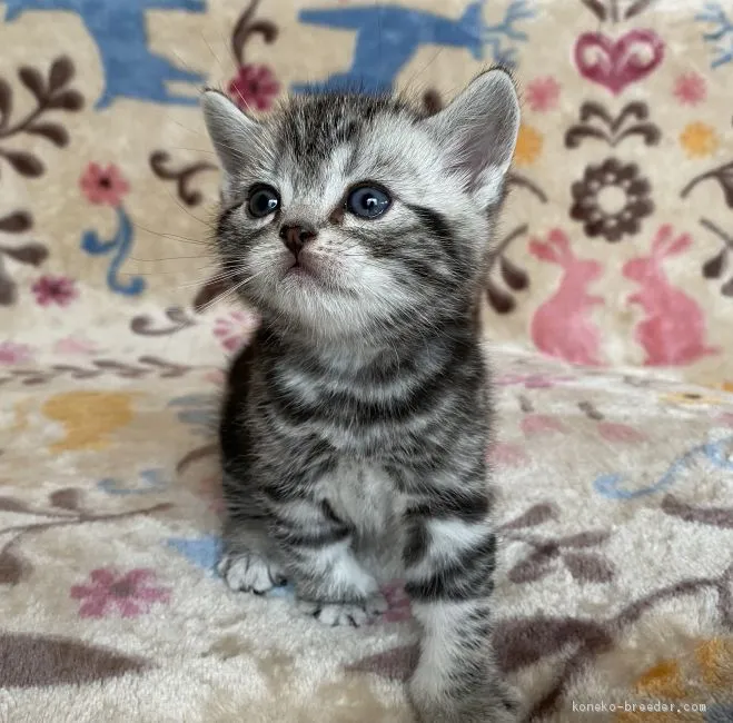 ID:2011-01541の子猫