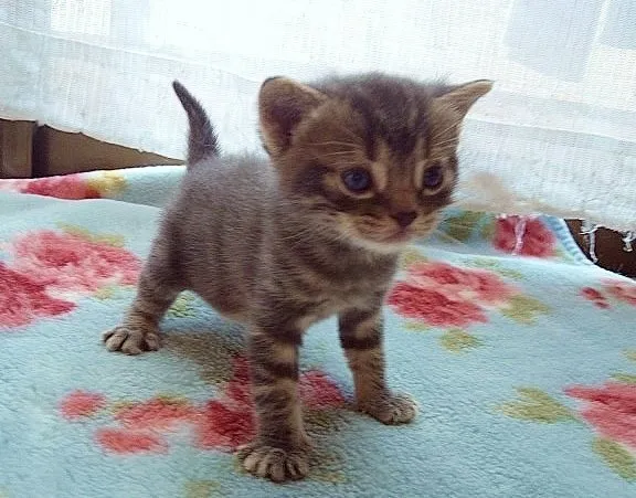 ID:1410-00032の子猫