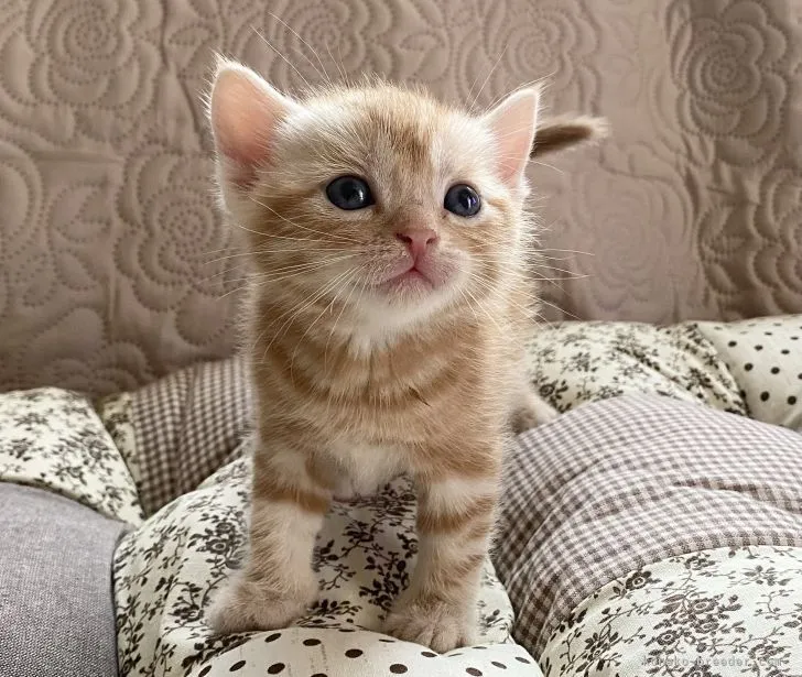 ID:2205-02327の子猫