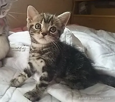 ID:1507-00361の子猫