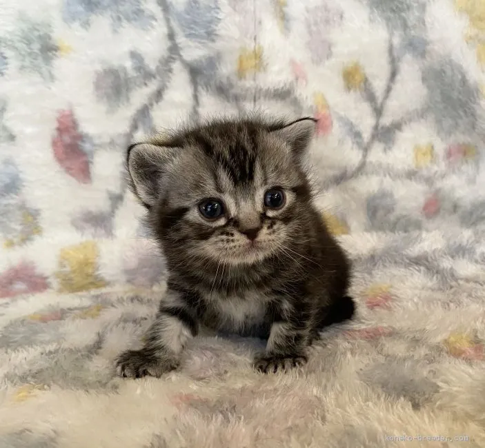 ID:2102-00903の子猫