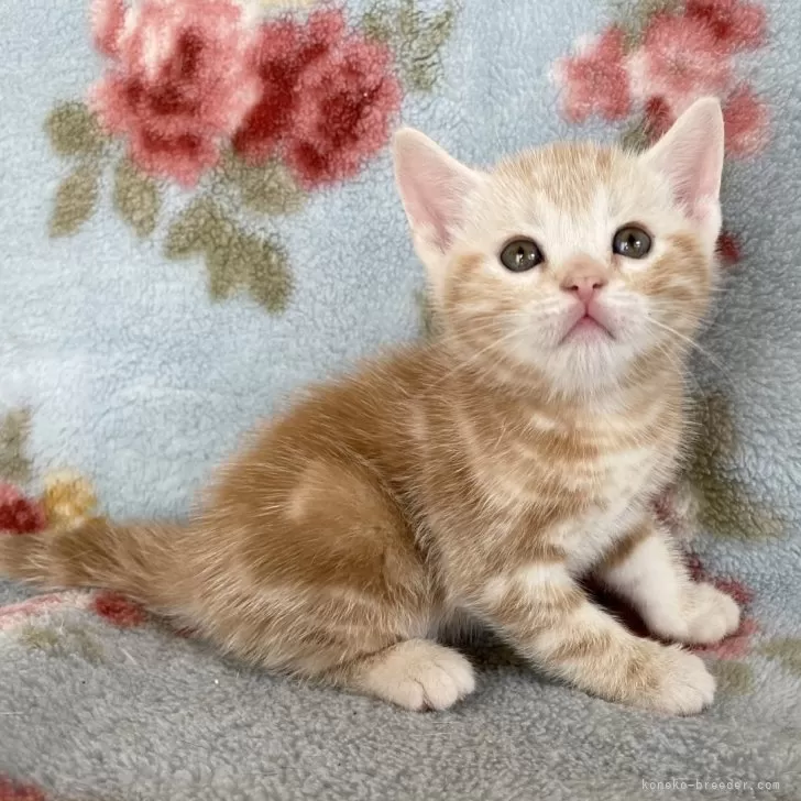 ID:2406-03160の子猫