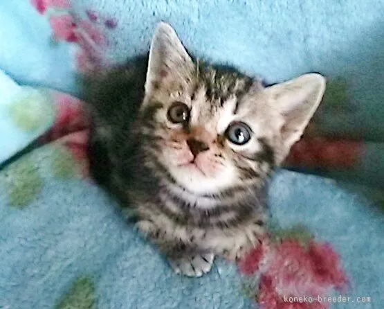 ID:1509-00089の子猫