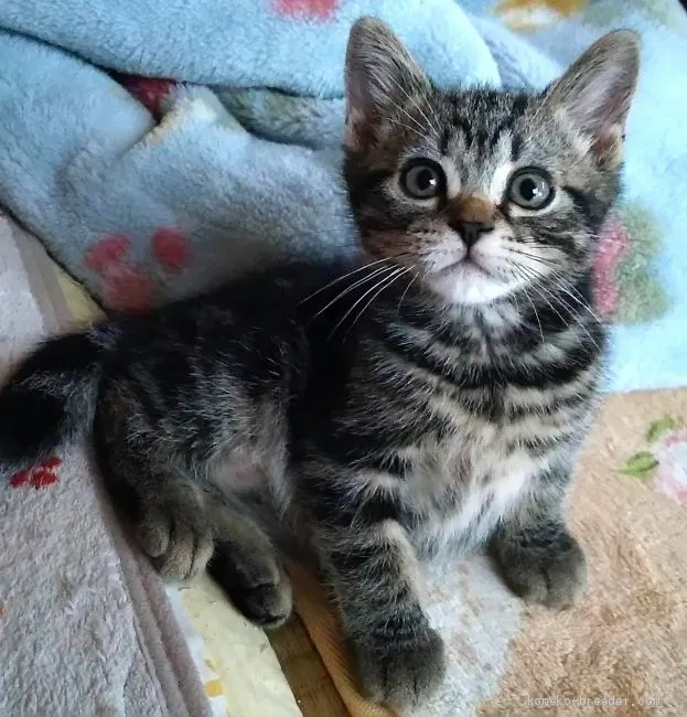 ID:1906-00049の子猫