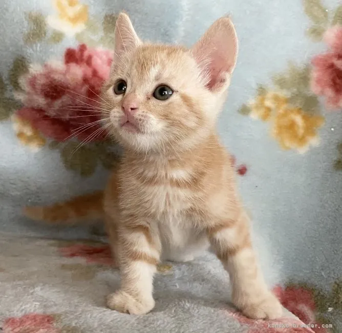 ID:2109-00094の子猫