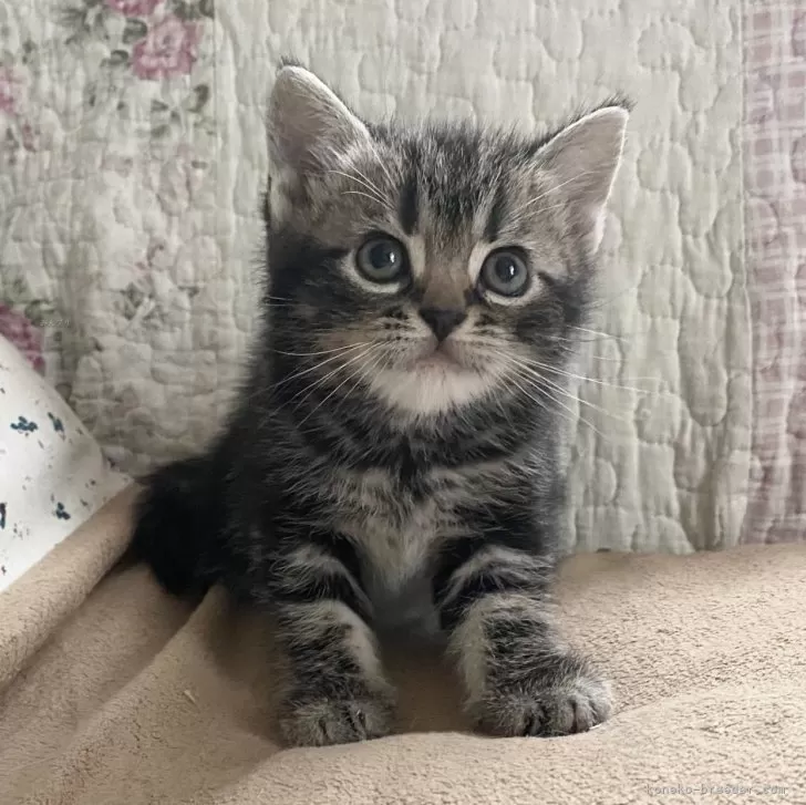 ID:2404-02555の子猫
