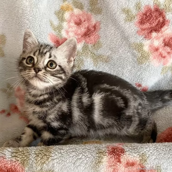 優香 様のお迎えした子猫