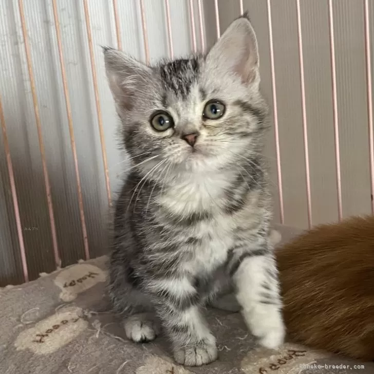 ID:2412-00697の子猫