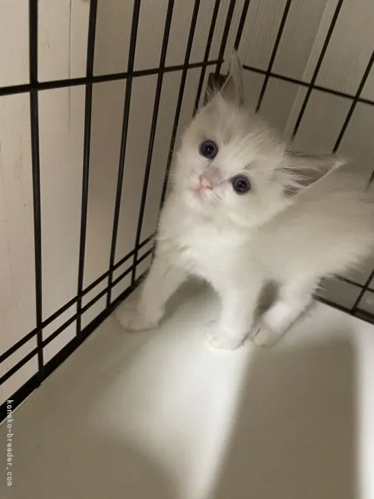 ID:2203-02114の子猫