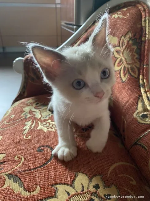 ID:2109-00457の子猫