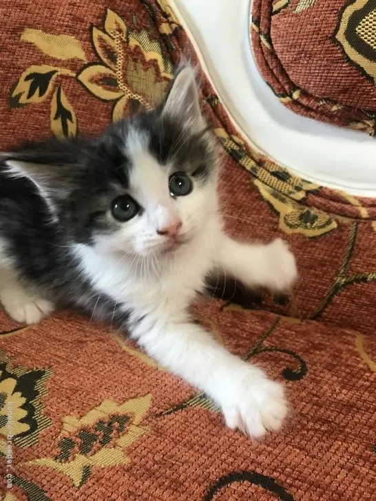 ID:2107-00547の子猫