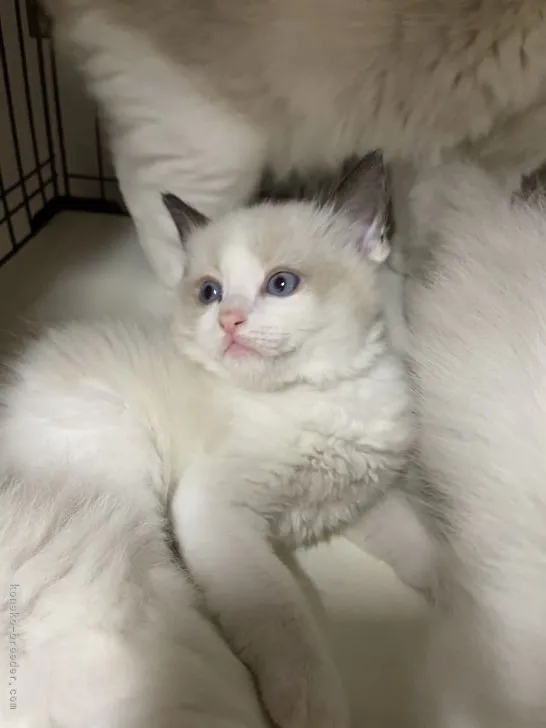 ID:2203-02047の子猫