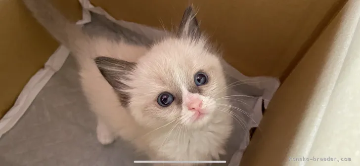 ID:2112-02377の子猫