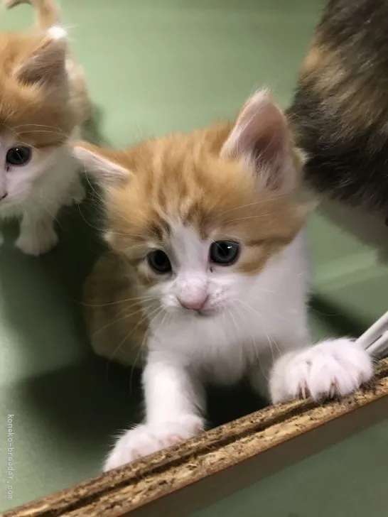 ID:2002-00984の子猫