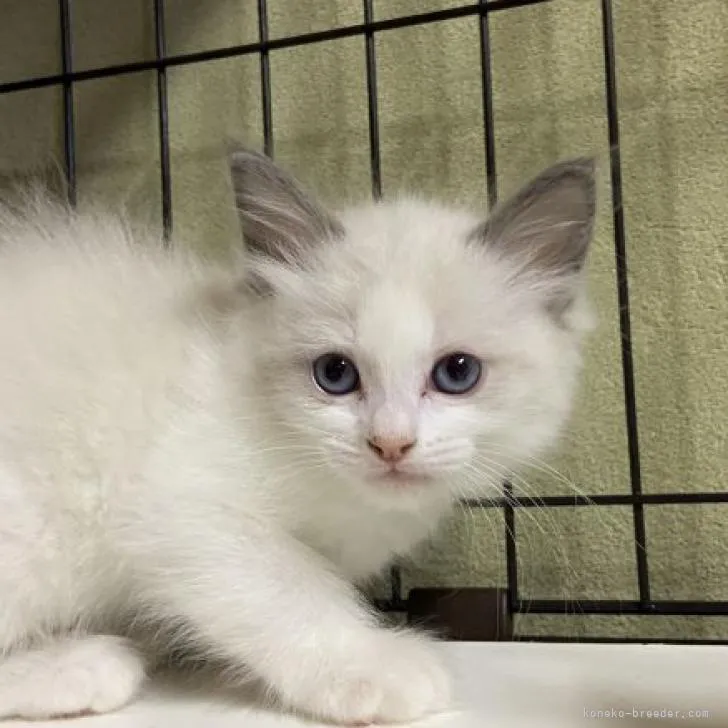 ID:2301-01804の子猫