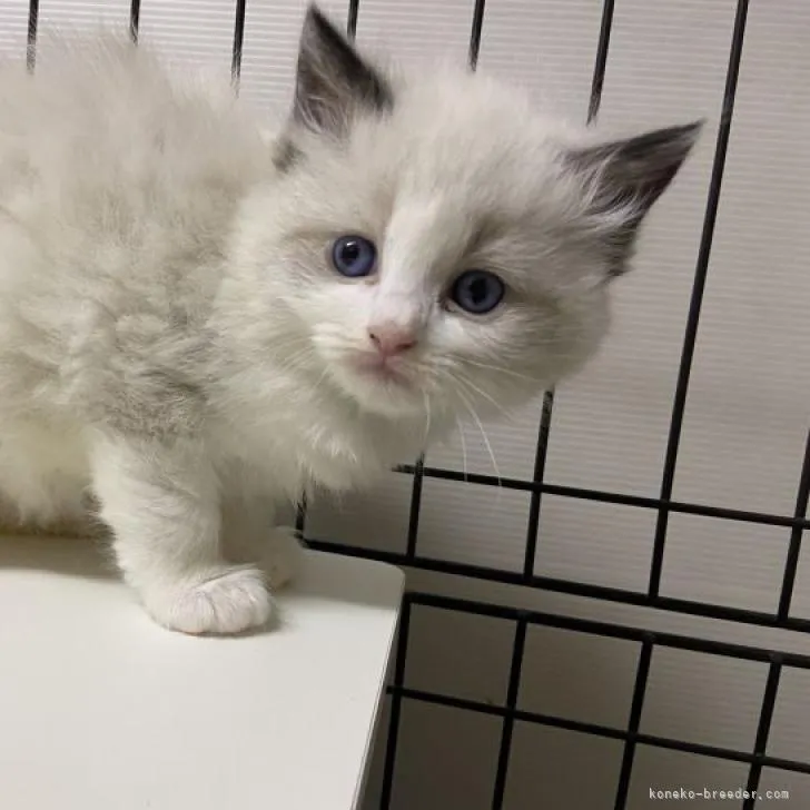 ID:2302-00754の子猫