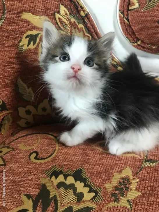 ID:2107-00549の子猫