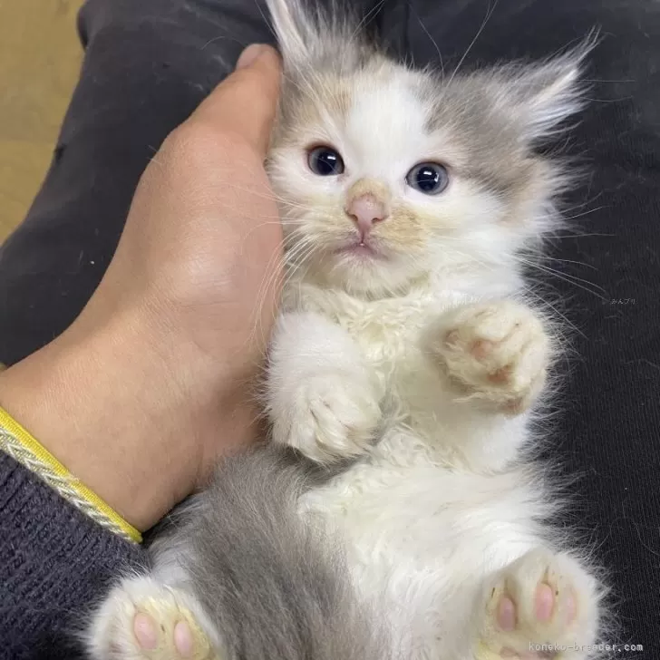 ID:2403-00272の子猫