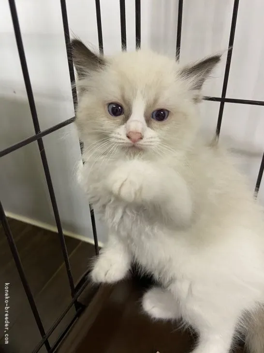 ID:2205-00426の子猫