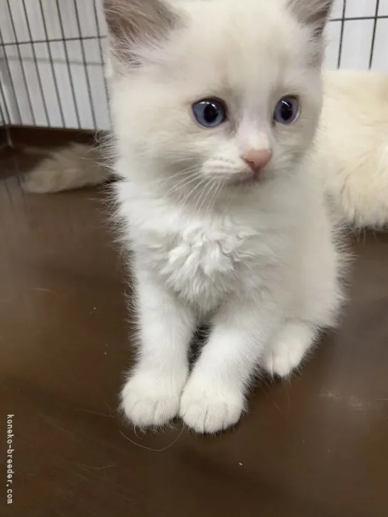 ID:2205-00424の子猫