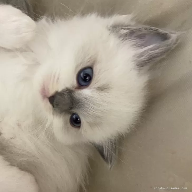 ID:2405-01478の子猫