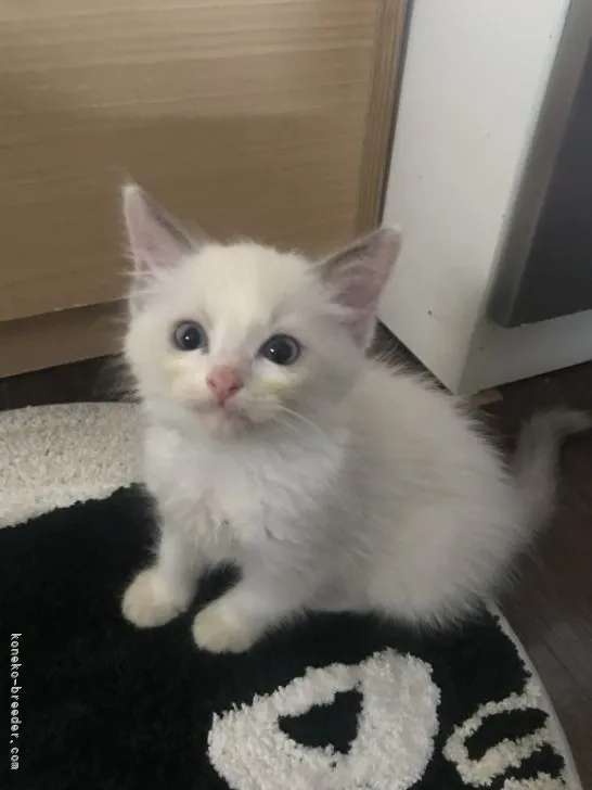 ID:2108-01882の子猫